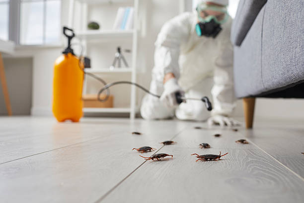 Post-Treatment Bed Bug Interceptor Monitoring in Silver Summit